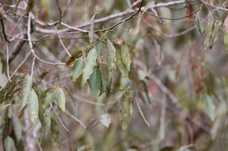 Amomyrtella guili