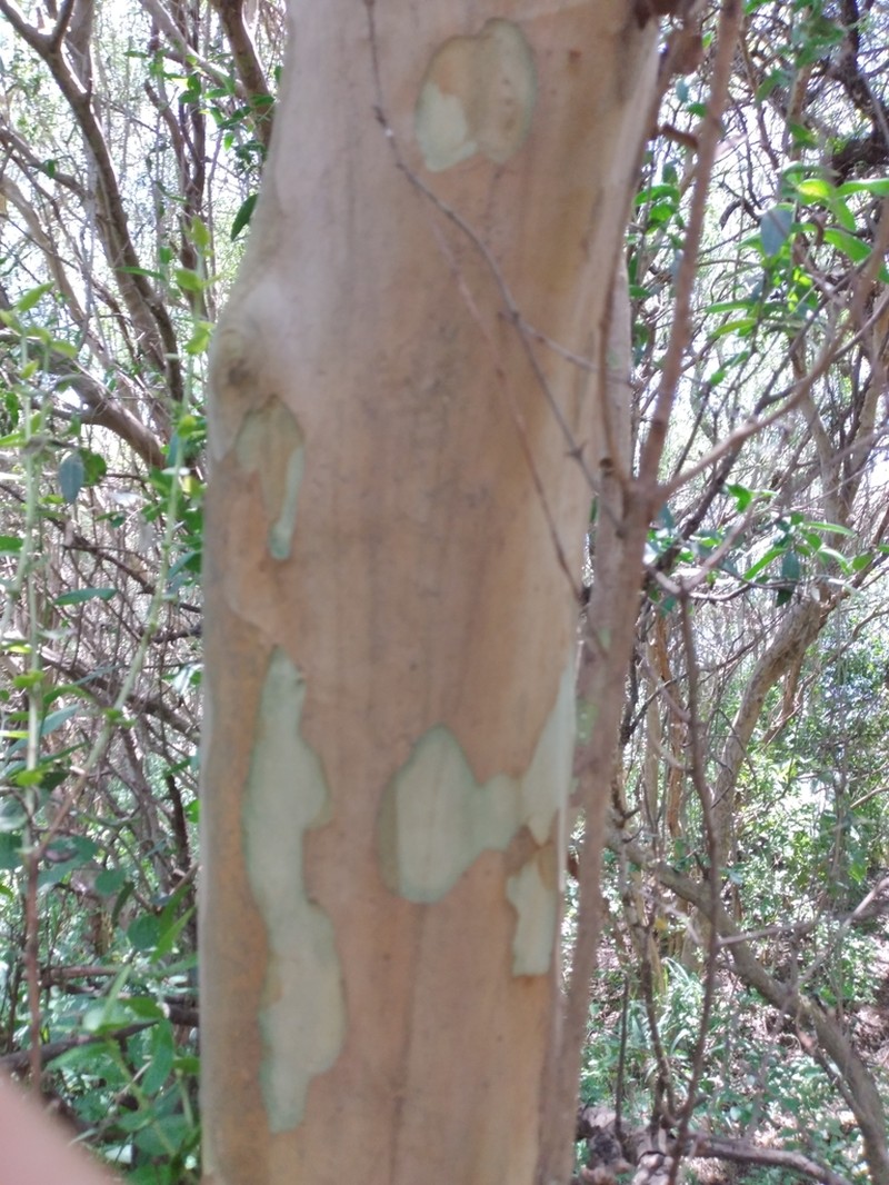 Amomyrtella guili photo 4