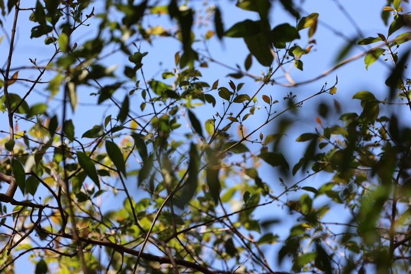 Amomyrtella guili photo 5