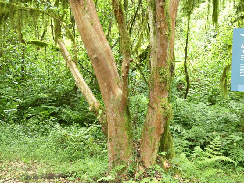 Amomyrtella guili photo 6