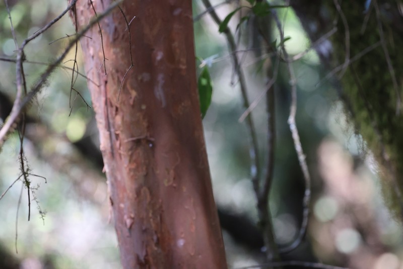 Amomyrtella guili photo 8