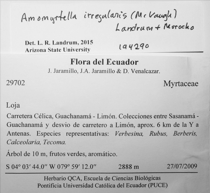 Amomyrtella irregularis