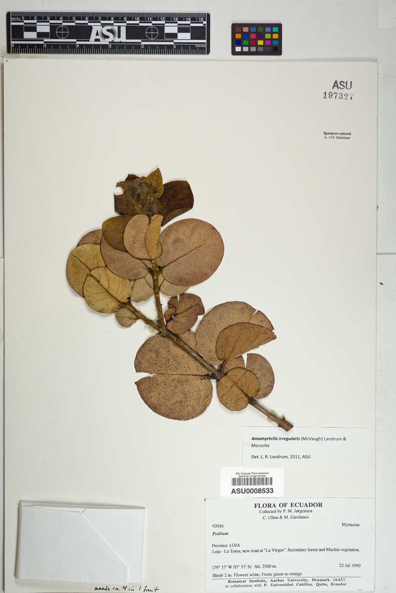 Amomyrtella irregularis photo 2