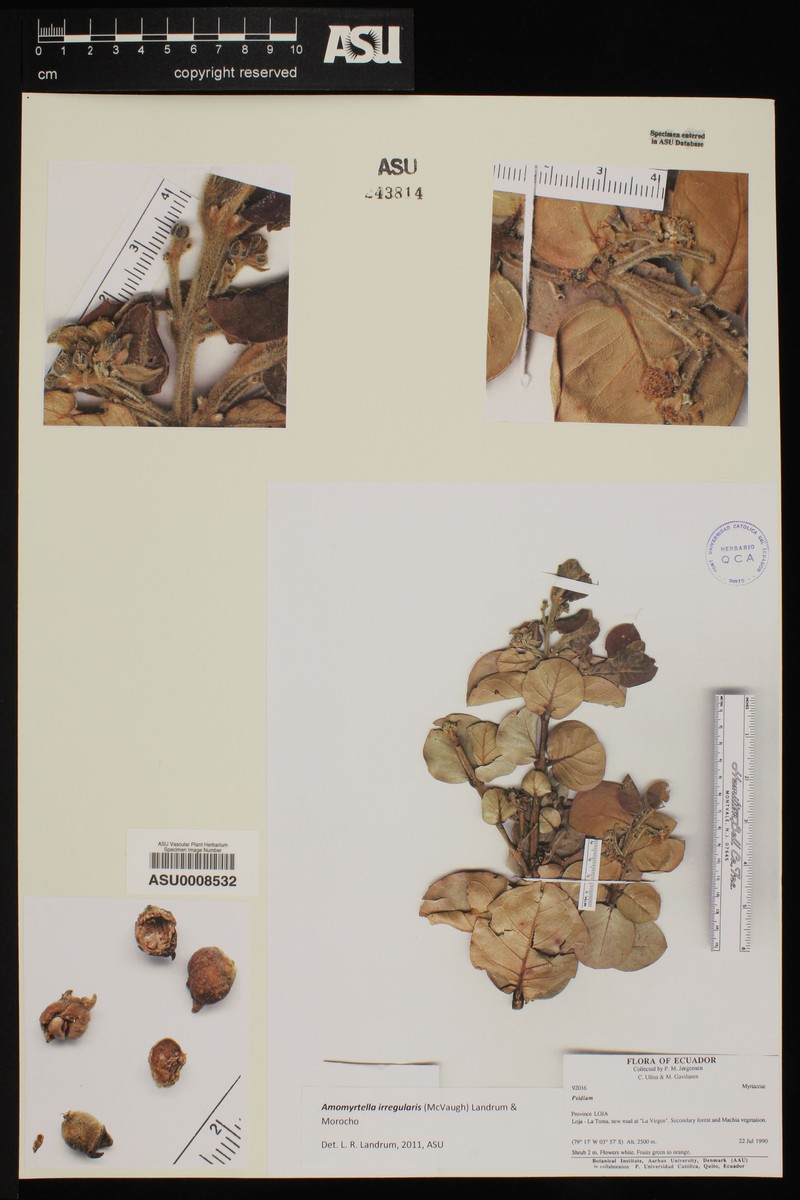 Amomyrtella irregularis photo 3