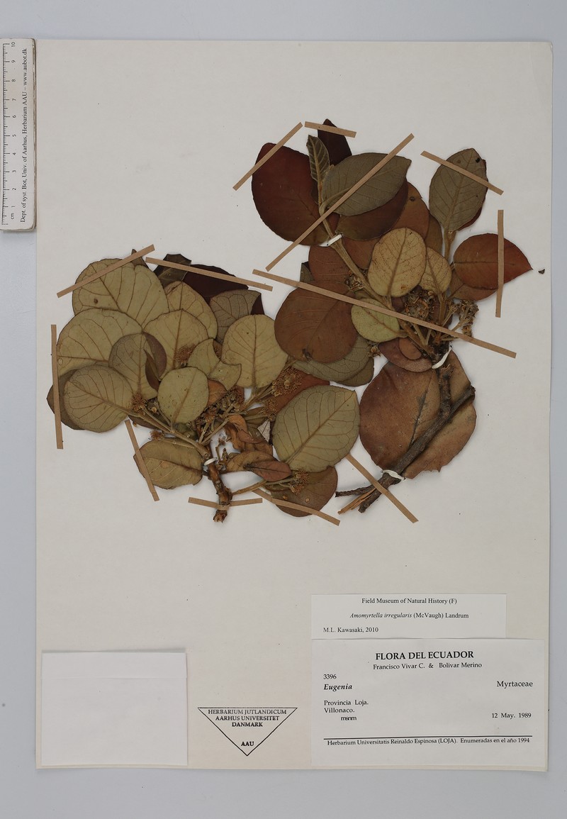 Amomyrtella irregularis photo 4