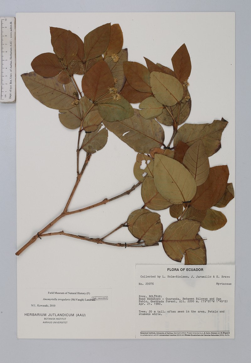 Amomyrtella irregularis photo 5