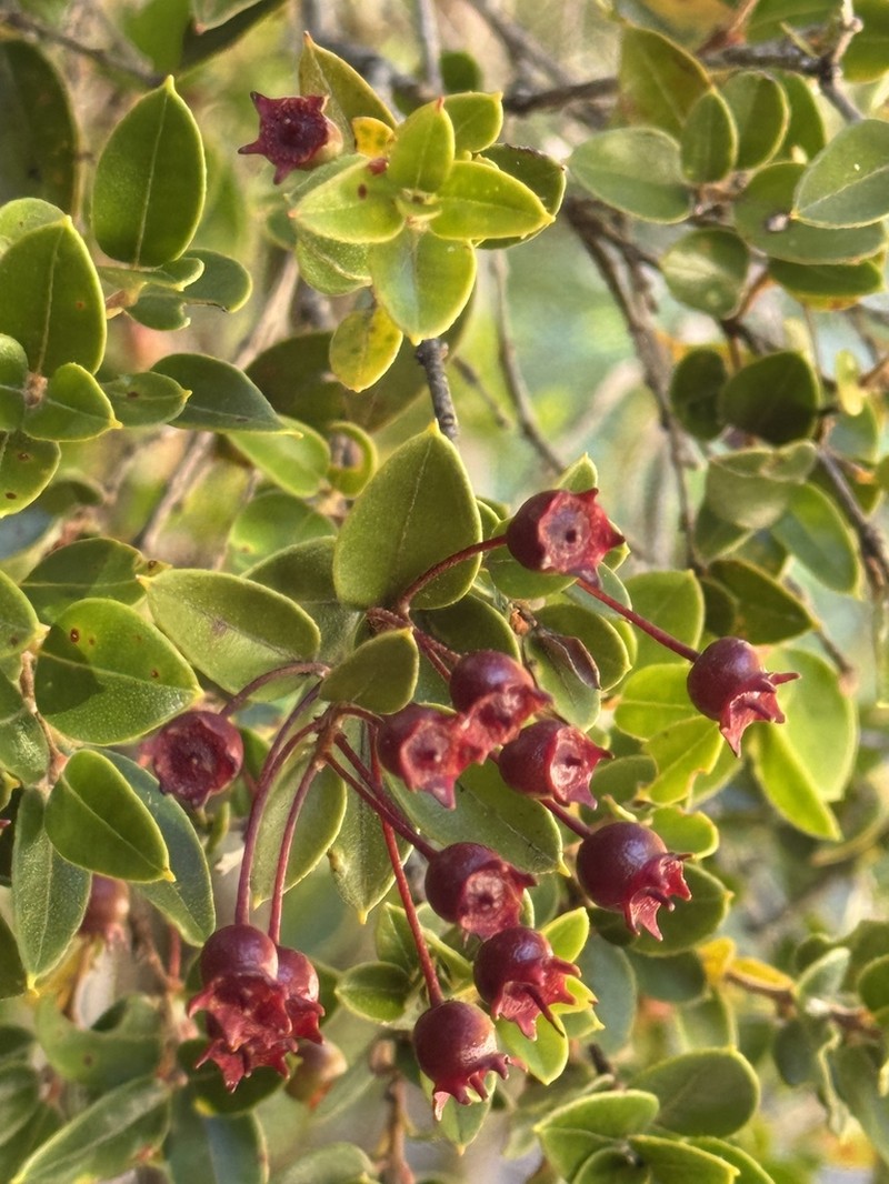 Amomyrtus luma photo 2