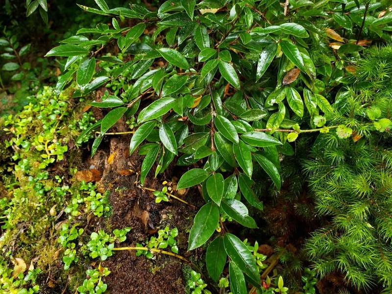 Amomyrtus luma photo 3