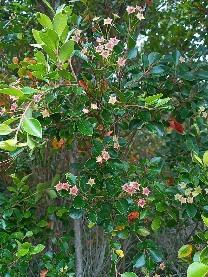 Amomyrtus luma photo 4