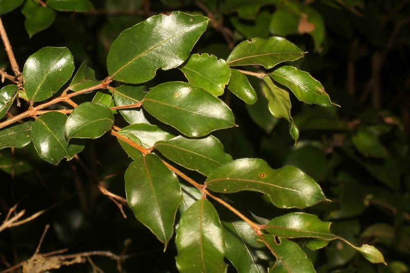 Amomyrtus luma photo 5