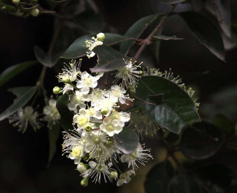 Amomyrtus luma photo 6