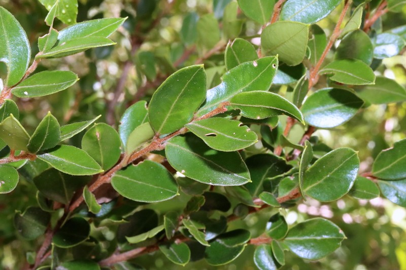 Amomyrtus luma photo 7