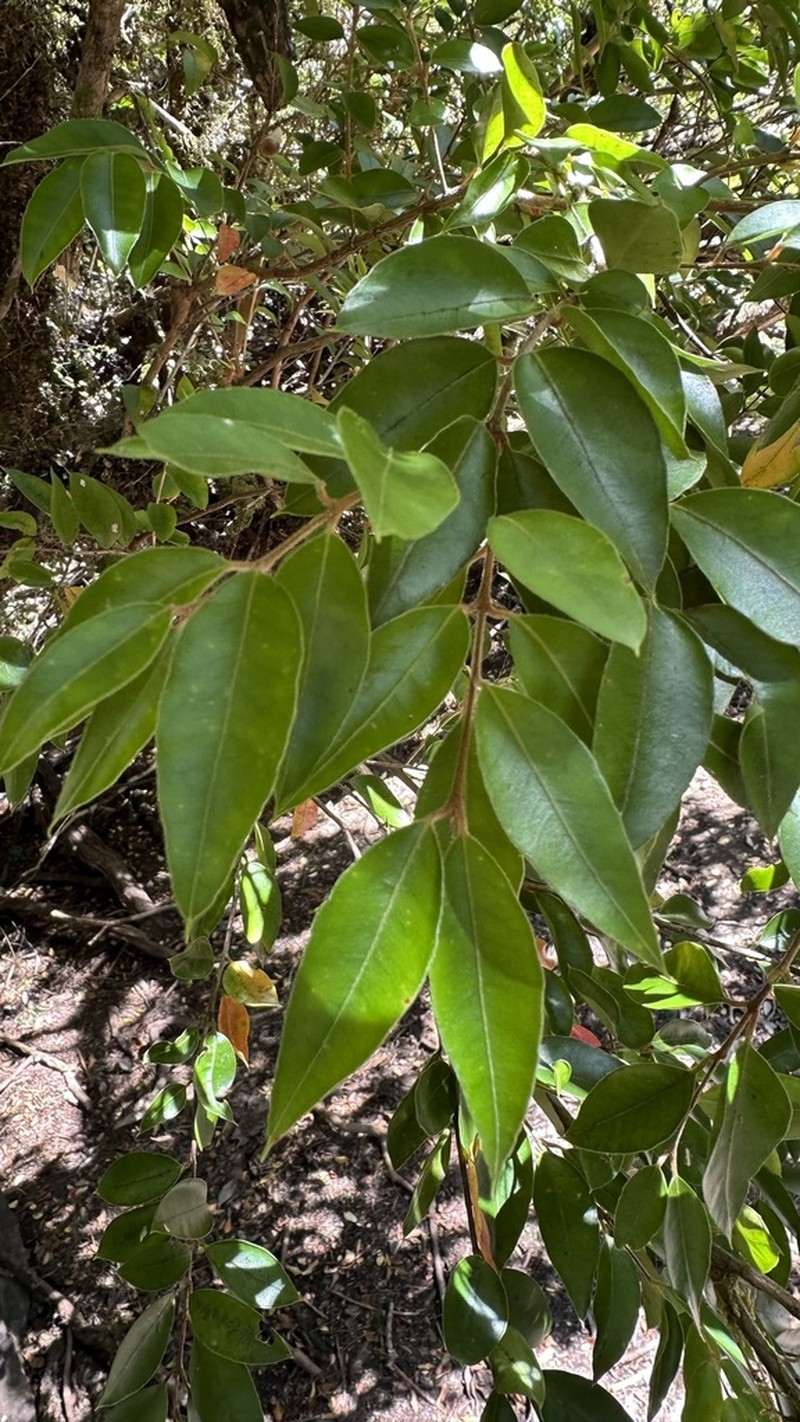 Amomyrtus luma photo 8