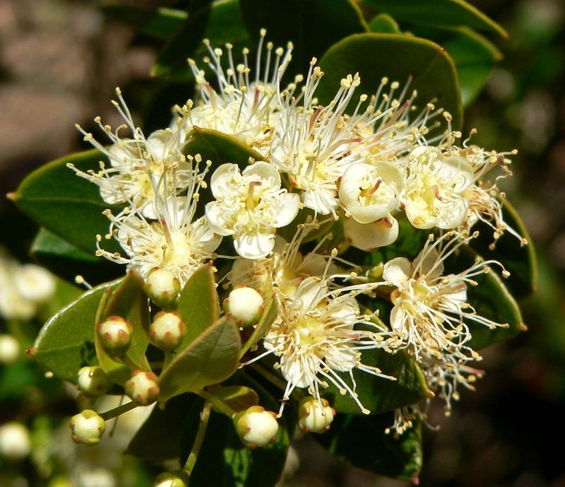 Amomyrtus meli