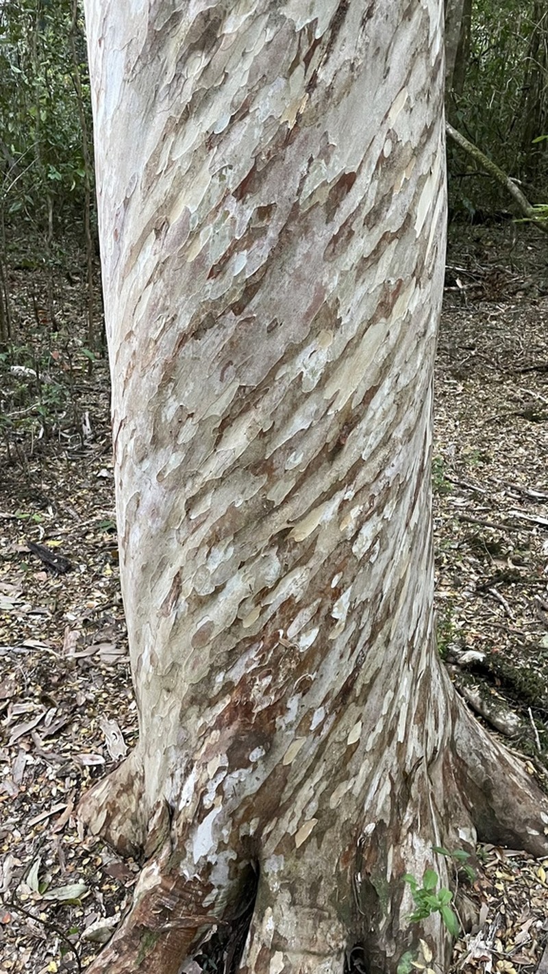Amomyrtus meli photo 2