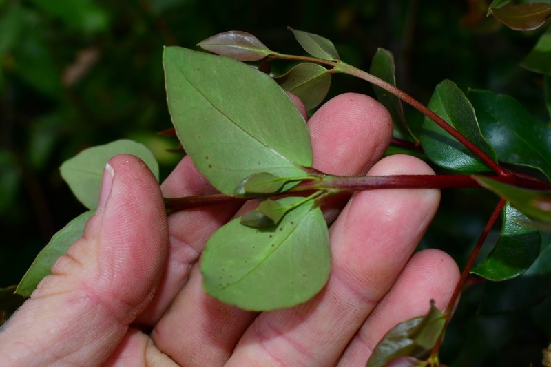 Amomyrtus meli photo 3