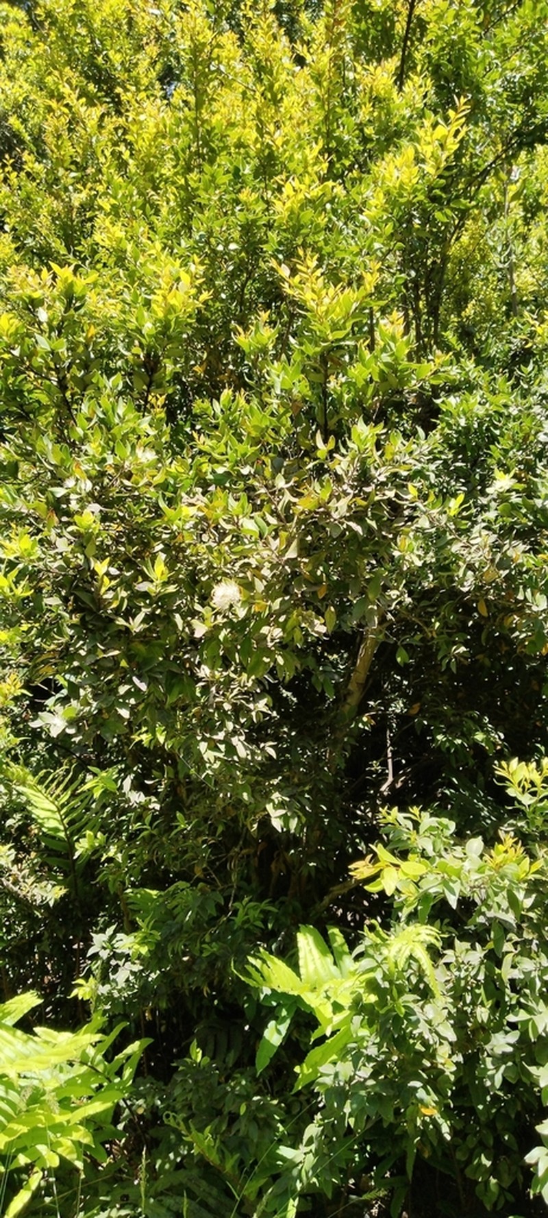 Amomyrtus meli photo 6