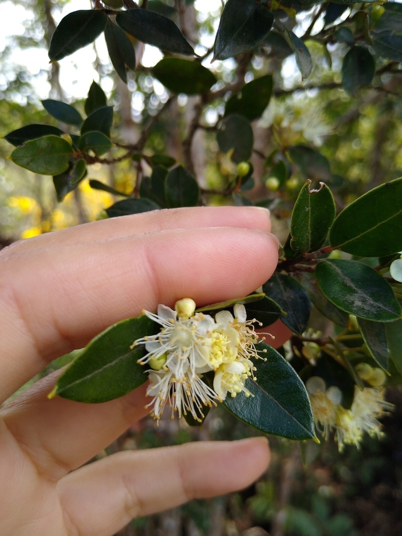 Amomyrtus meli photo 7