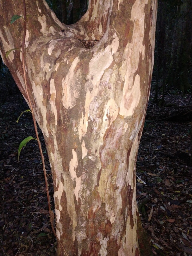 Amomyrtus meli photo 8