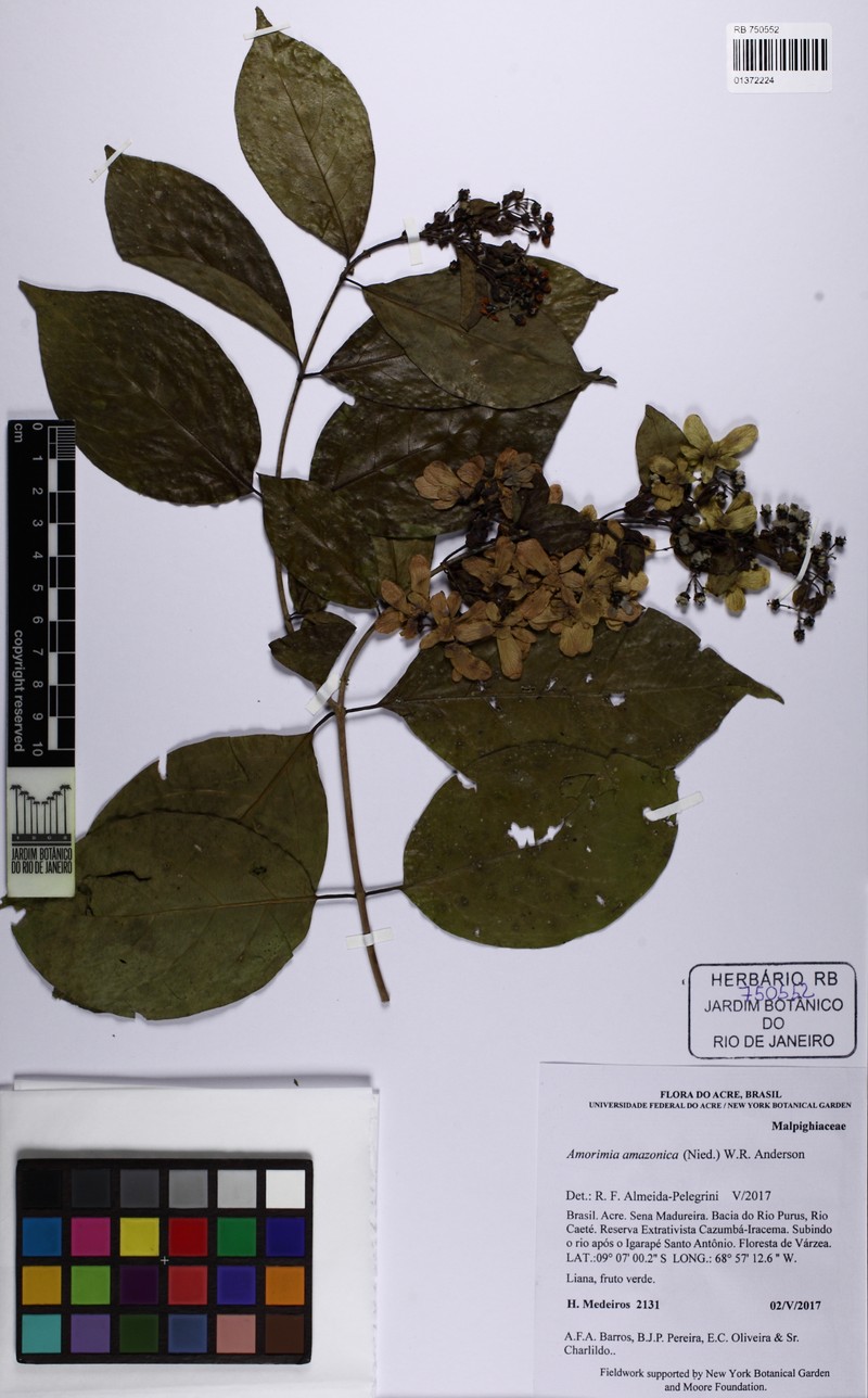 Amorimia amazonica