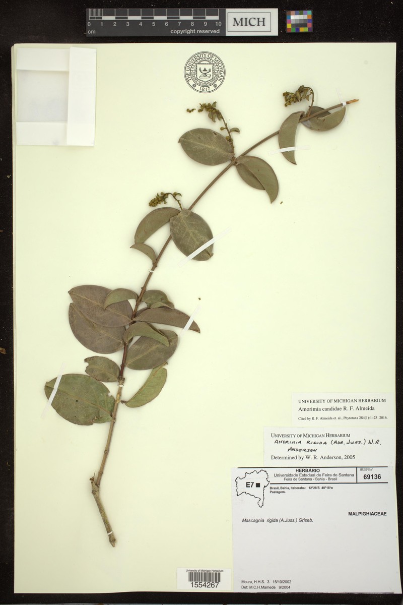Amorimia candidae