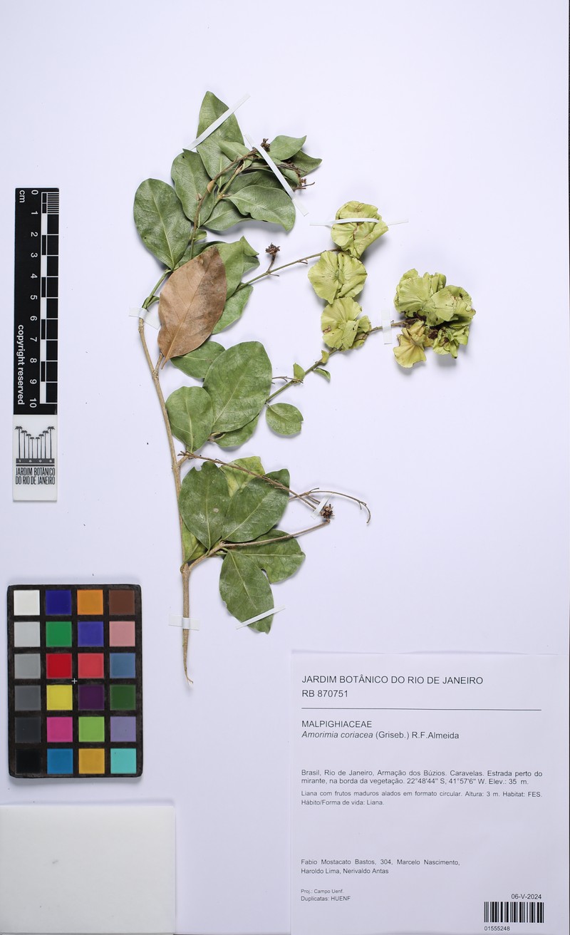 Amorimia coriacea