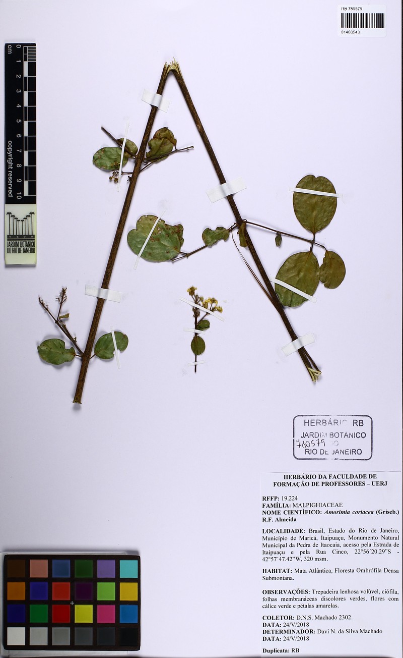 Amorimia coriacea photo 2