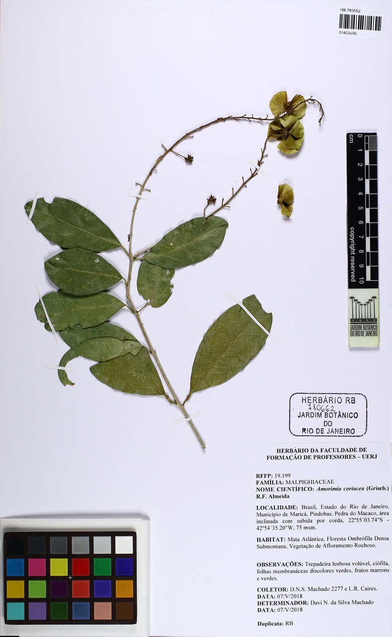 Amorimia coriacea photo 3