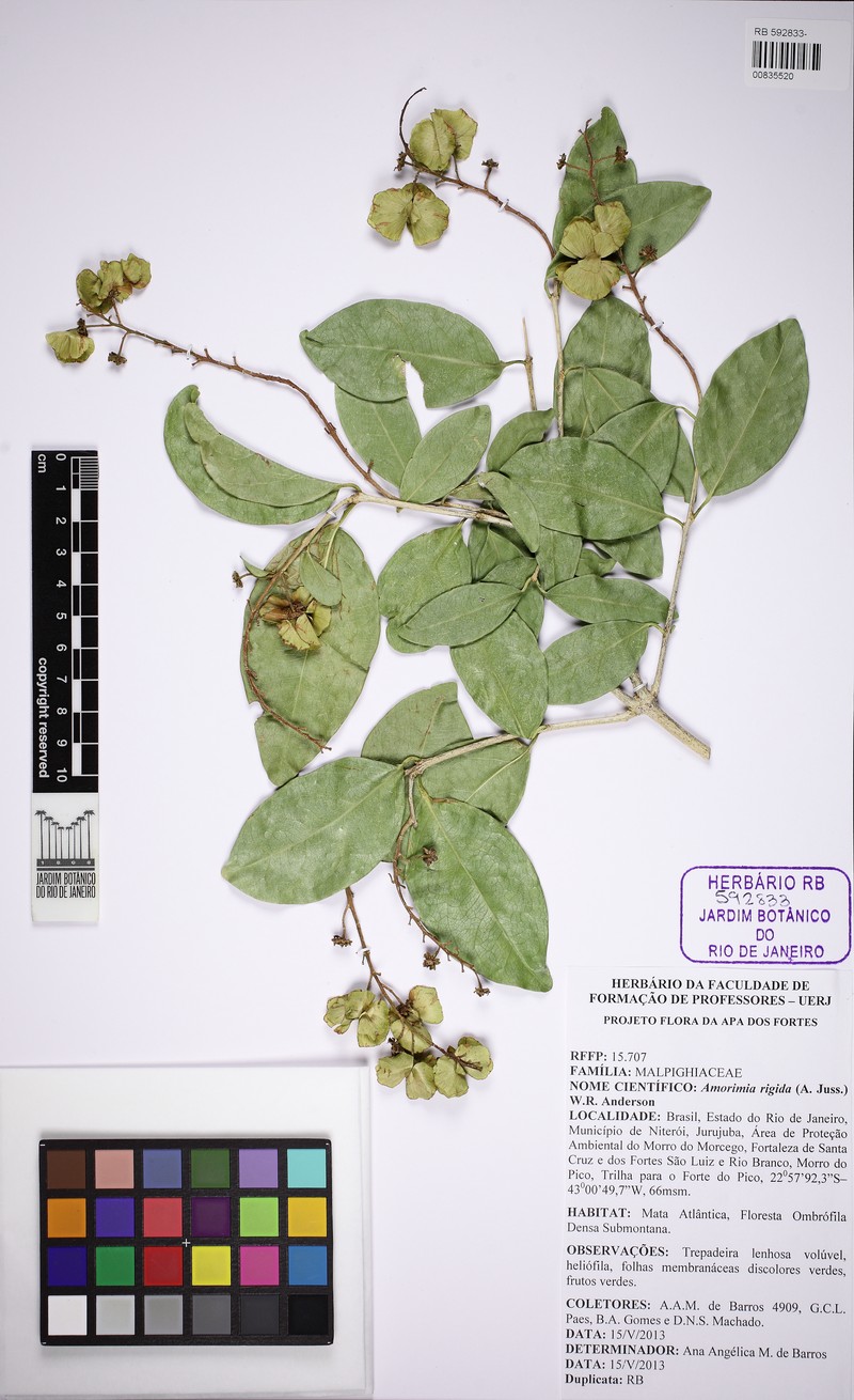 Amorimia coriacea photo 4