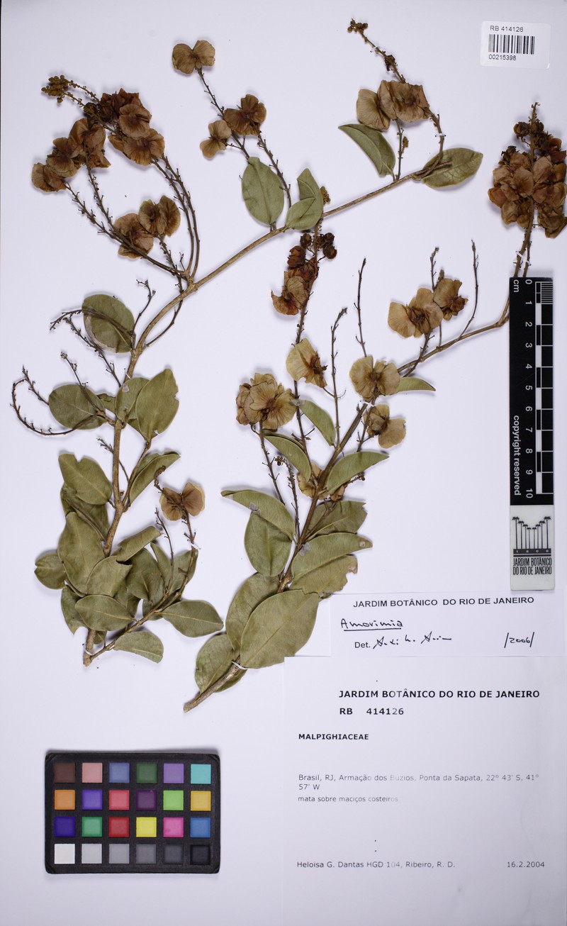 Amorimia coriacea photo 5