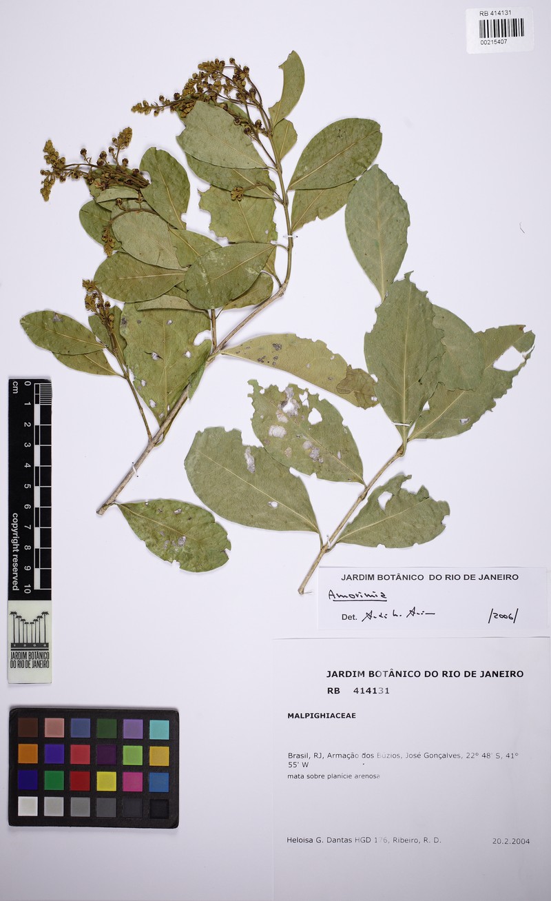 Amorimia coriacea photo 6