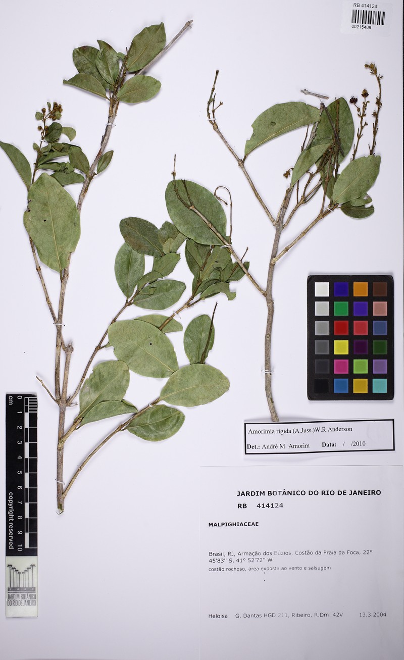 Amorimia coriacea photo 7