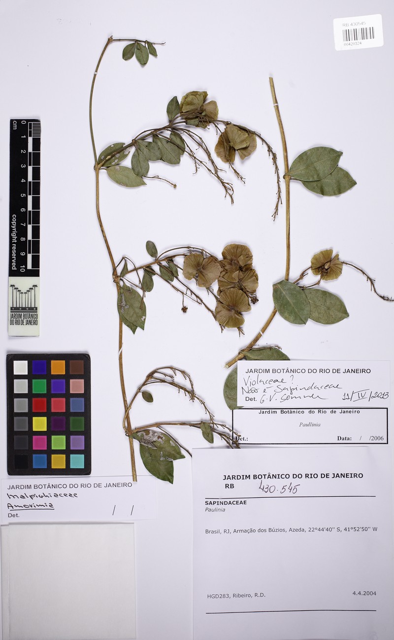Amorimia coriacea photo 8