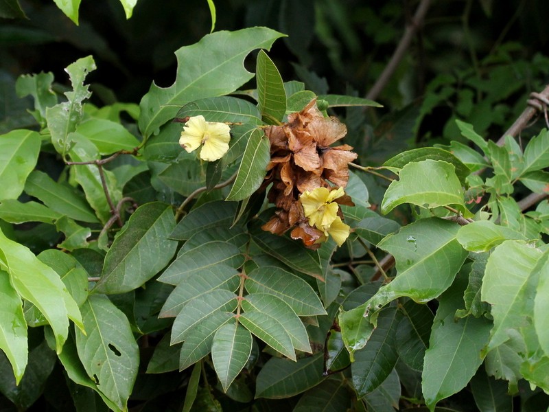 Amorimia exotropica