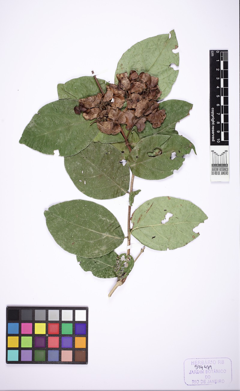 Amorimia exotropica photo 2