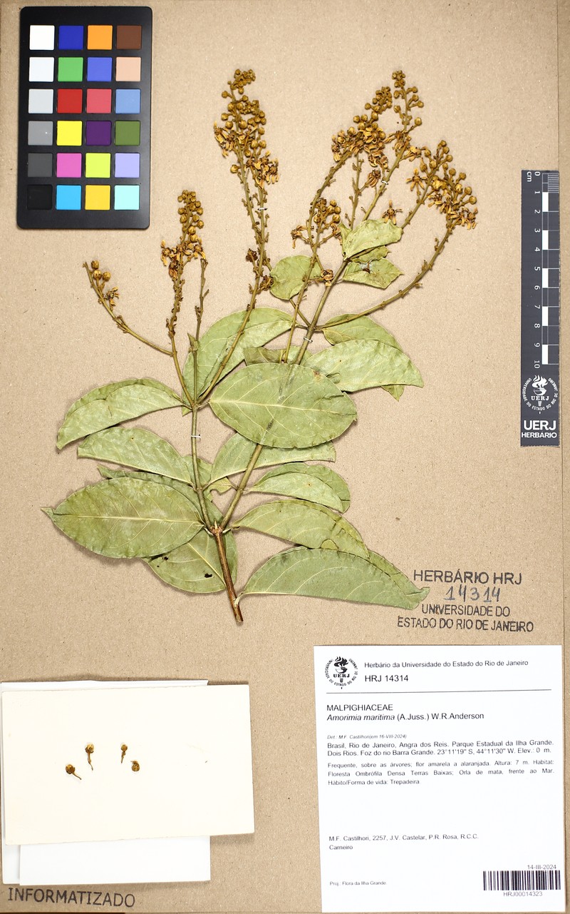 Amorimia maritima