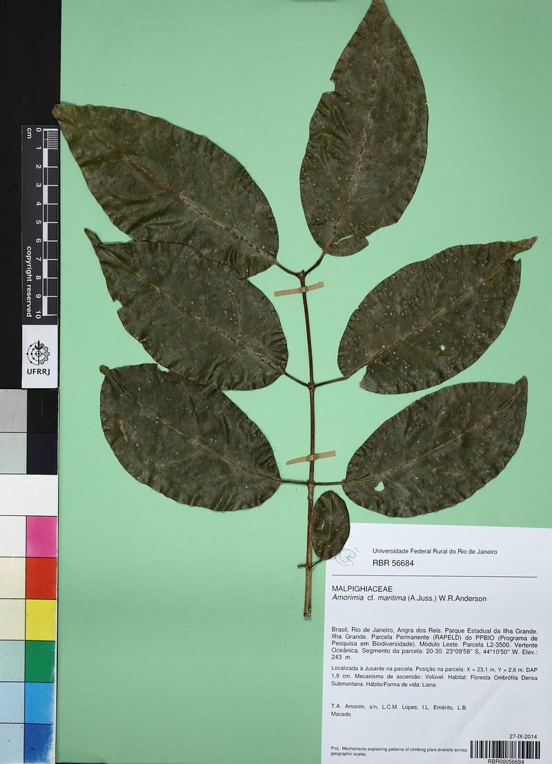 Amorimia maritima photo 2