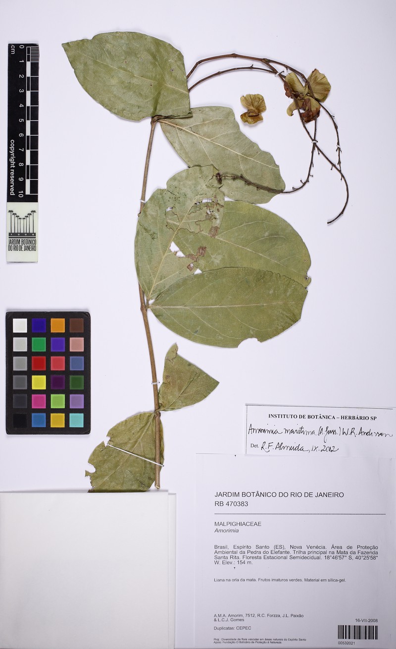 Amorimia maritima photo 3