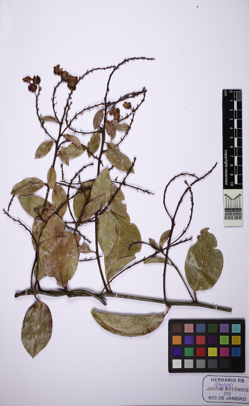 Amorimia maritima photo 4
