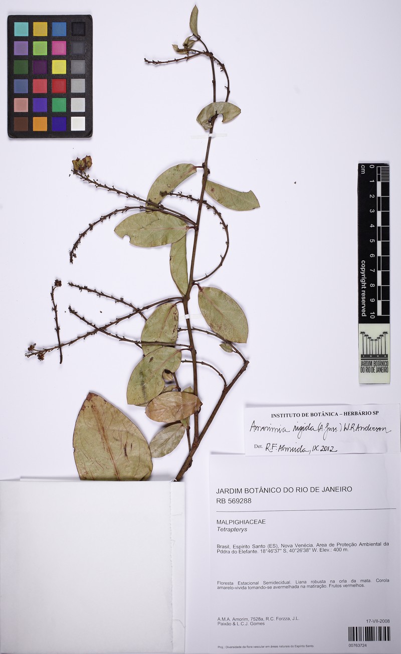 Amorimia maritima photo 5
