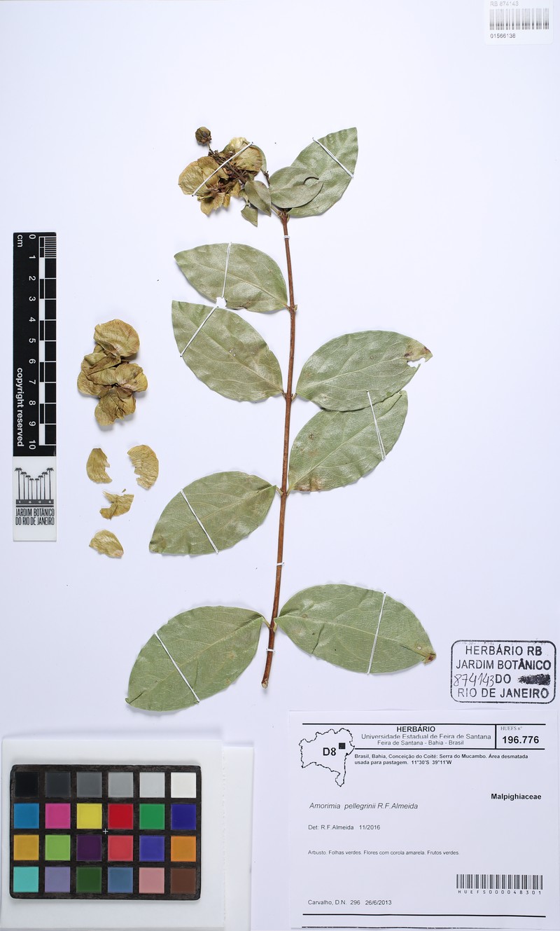 Amorimia pellegrinii