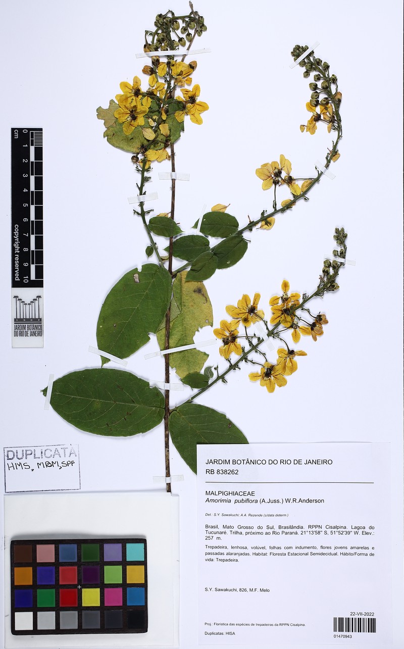 Amorimia pubiflora