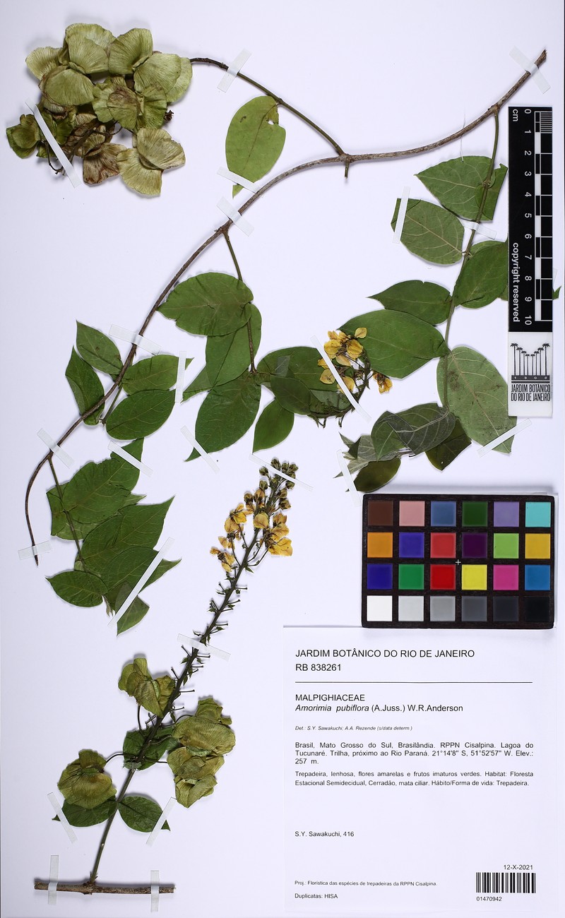 Amorimia pubiflora photo 2
