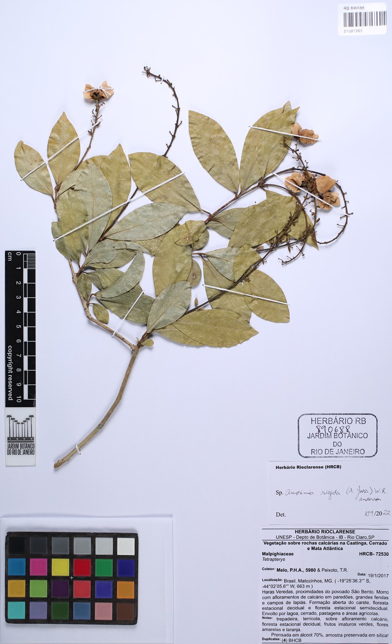 Amorimia rigida photo 5