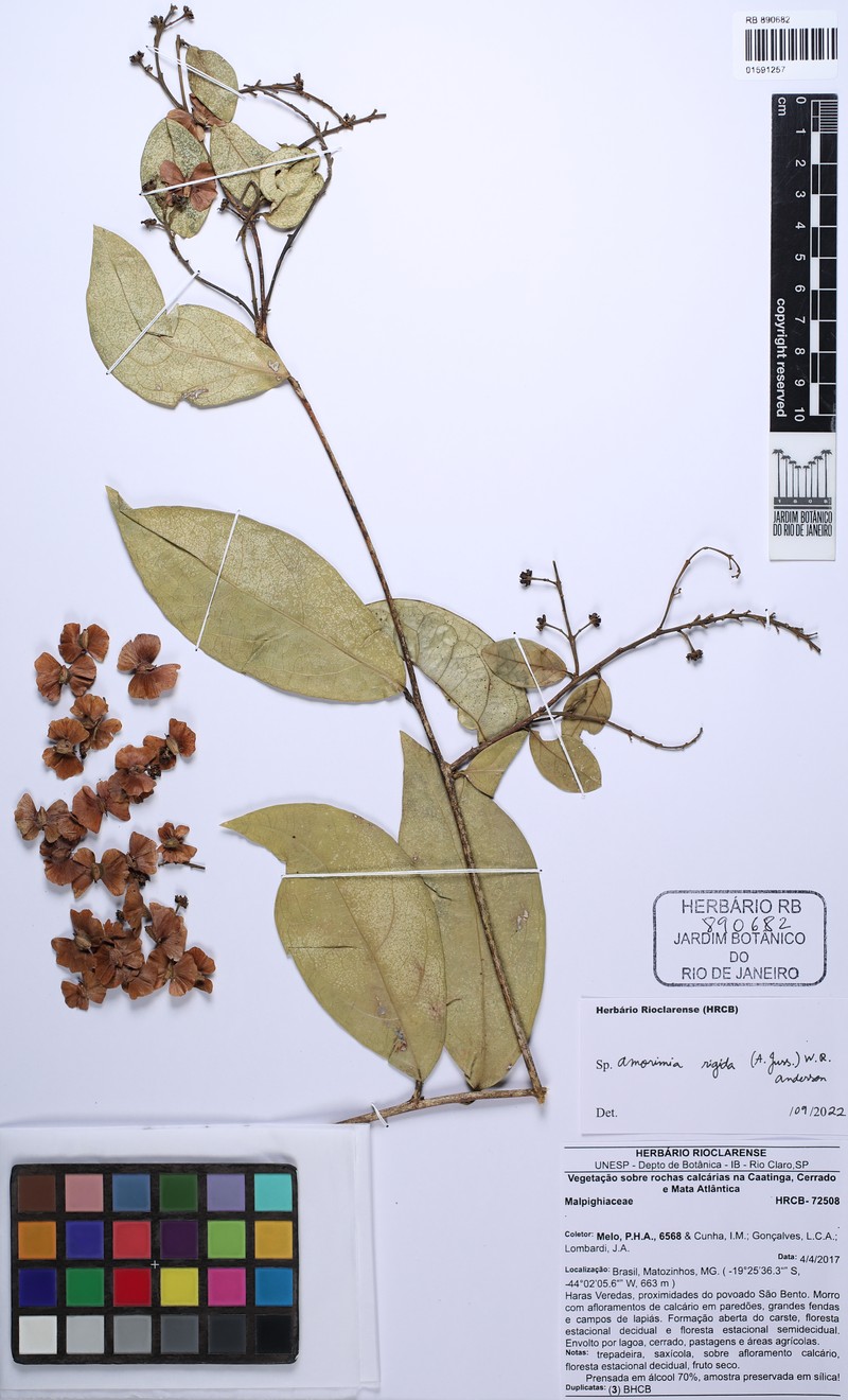 Amorimia rigida photo 6