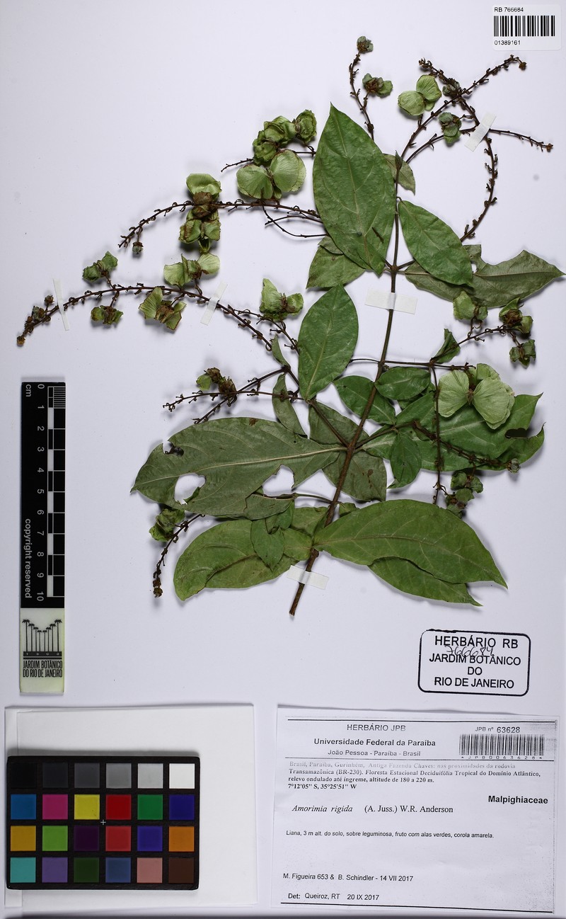 Amorimia rigida photo 7