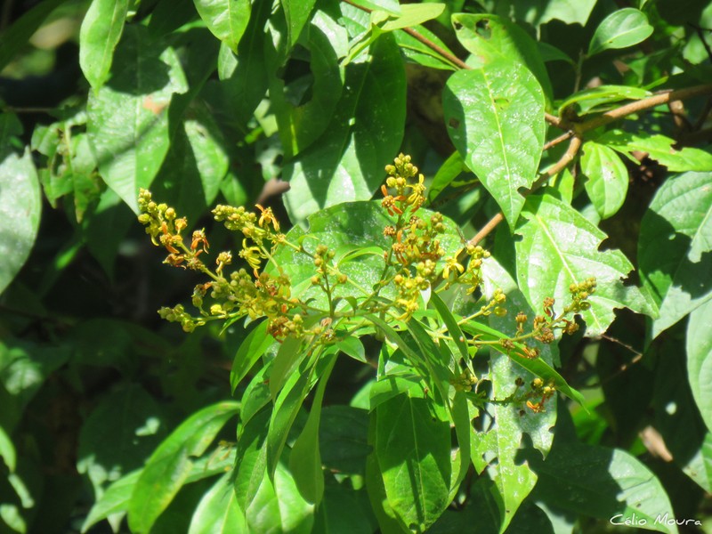 Amorimia septentrionalis