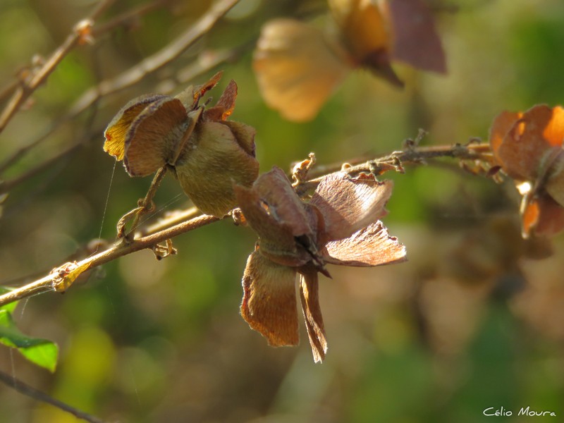 Amorimia septentrionalis photo 2