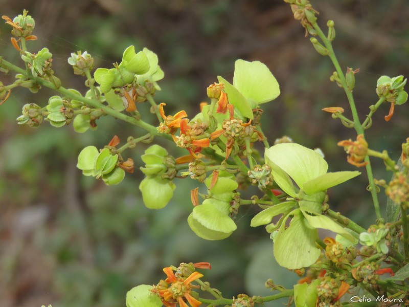 Amorimia septentrionalis photo 6