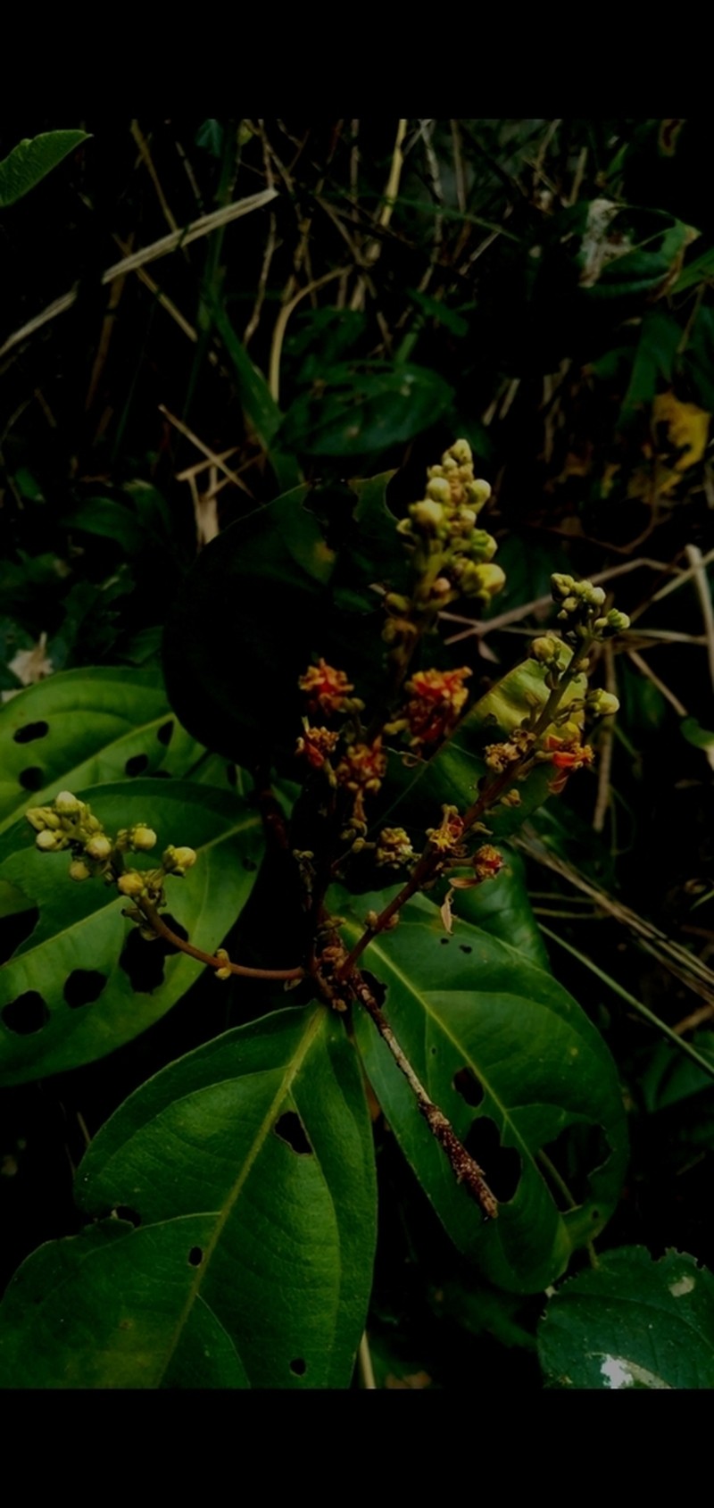 Amorimia septentrionalis photo 8